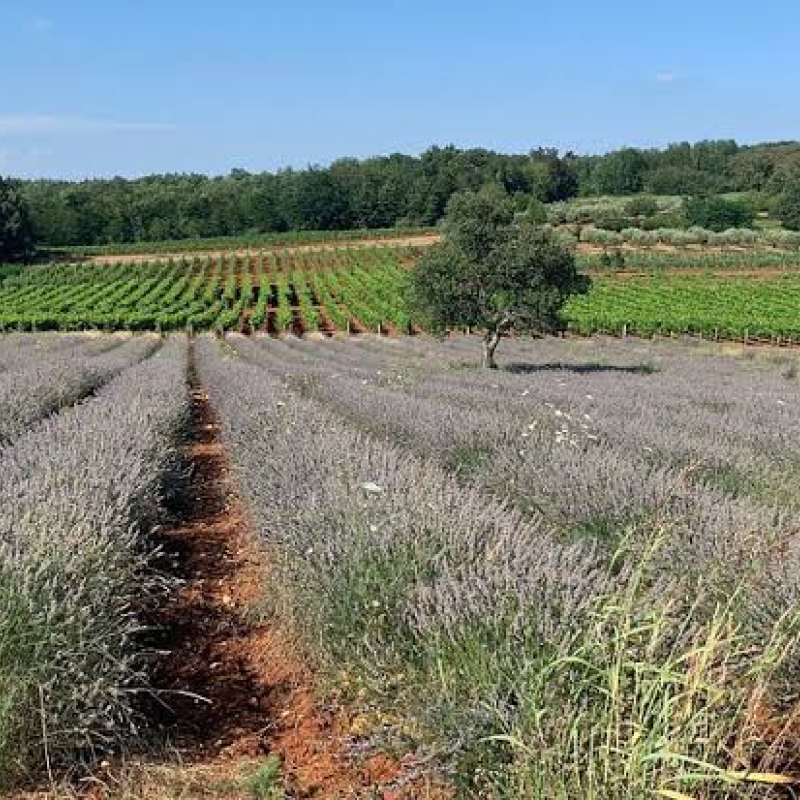 Gita a Deklevi: lavanda, elicriso e Istria autentica / 07.07.