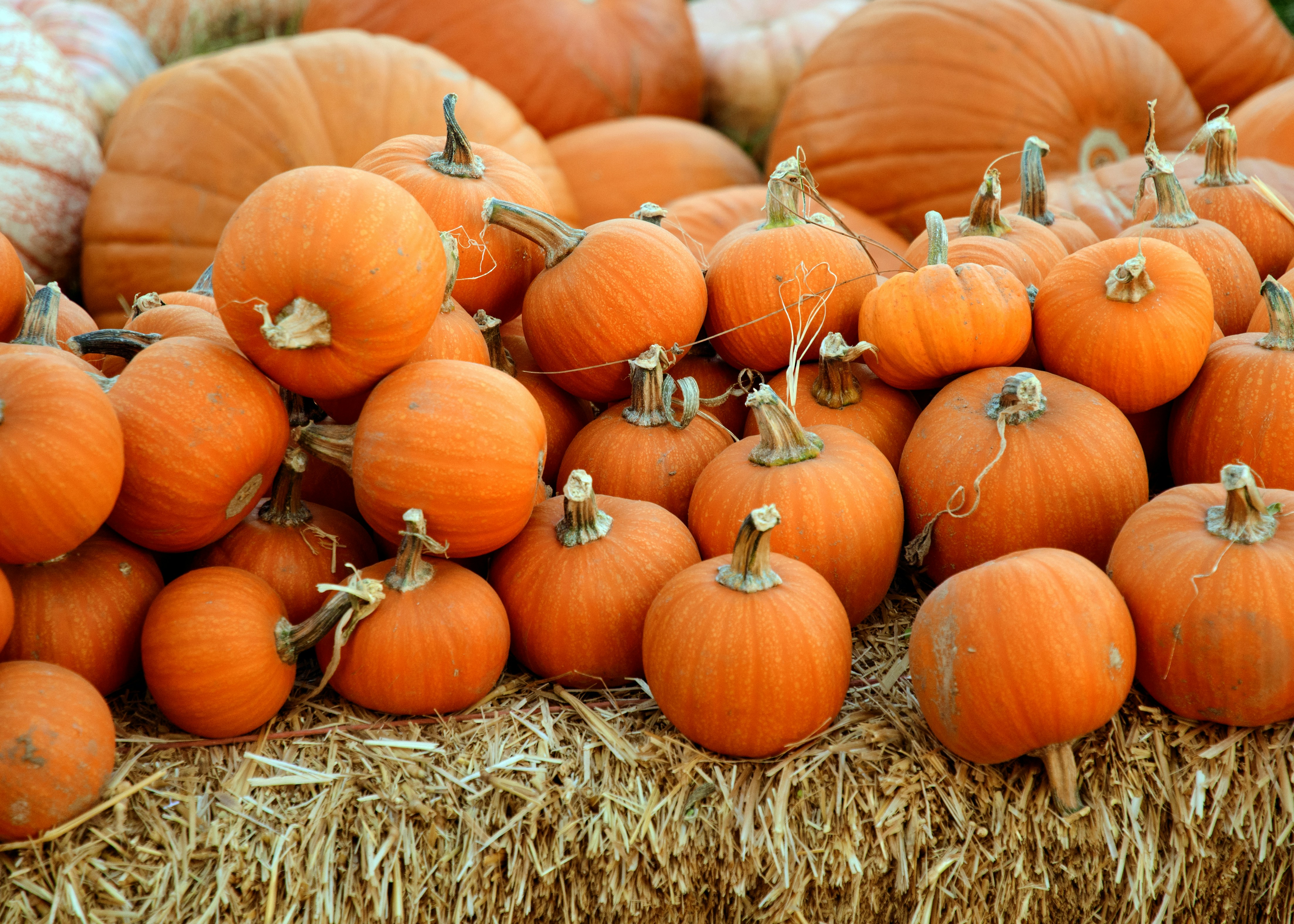 Halloween tjedan u Camping Polidoru