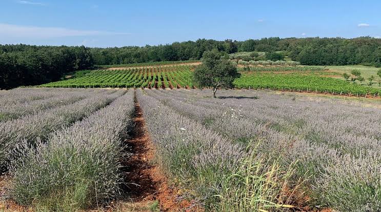 Gita a Deklevi: lavanda, elicriso e Istria autentica / 07.07.